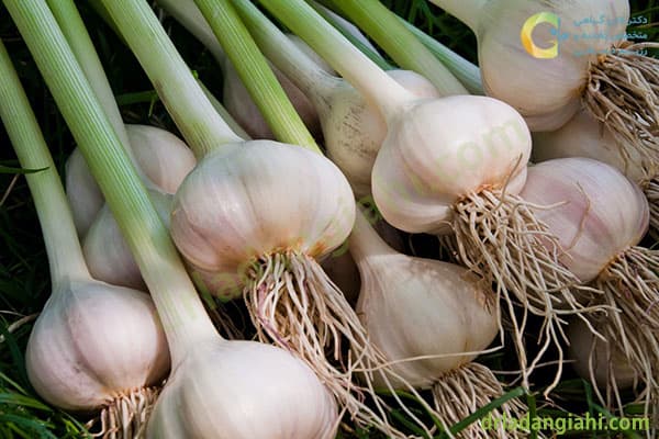 تصویر 3 از خرید و قیمت سیر همدان + فروش عمده